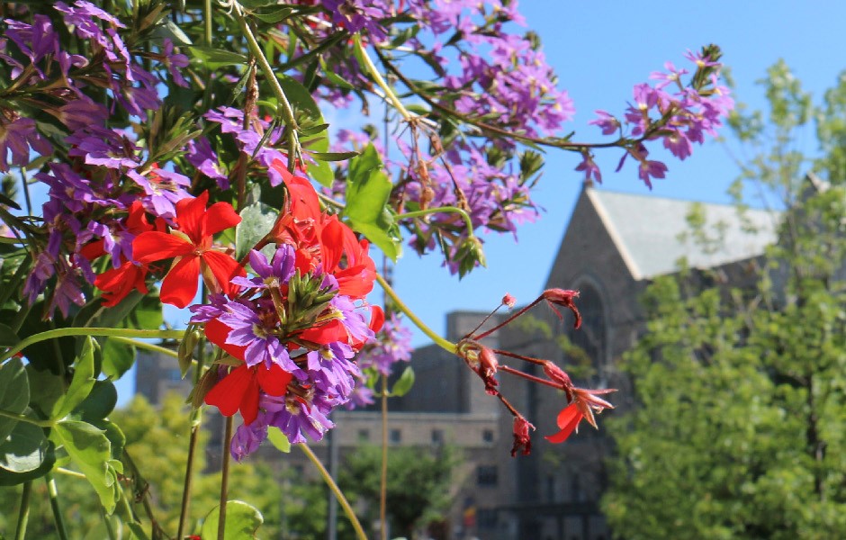 Colourful summer flowers on campus
