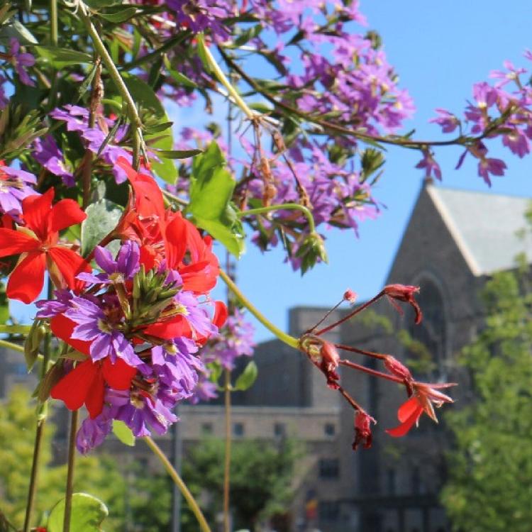 Colourful summer flowers on campus